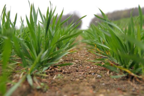 На Гродненщине засеяно 38 процентов площадей, отведенных под яровые культуры