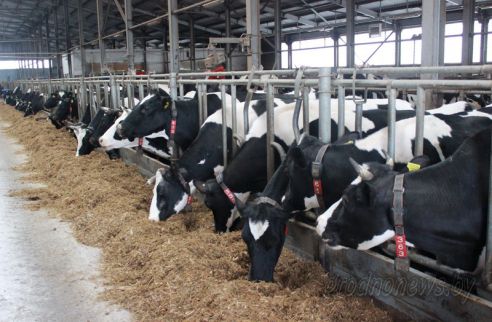 Проект "Туризм без чемодана": едем в Свислочь