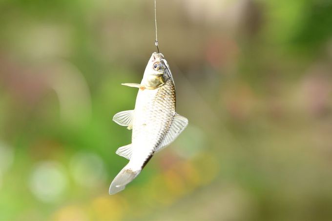 Гомельский ВСЗ устроил для детей своих работников рыбалку на заводском пруду