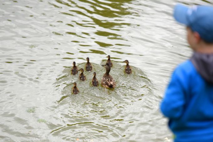 Квест-игра, живой звук и пони: как встречали лето в парке Фестивальном