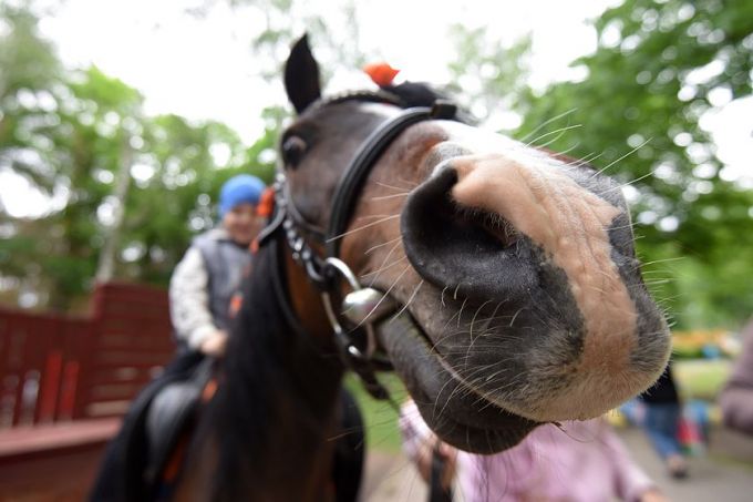 Квест-игра, живой звук и пони: как встречали лето в парке Фестивальном