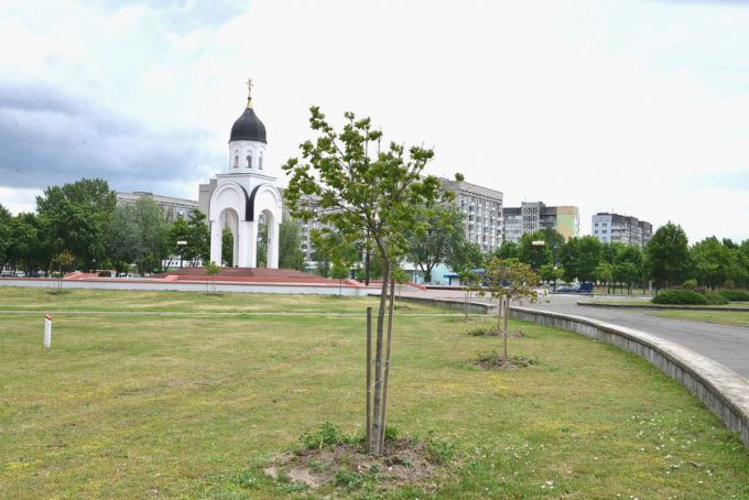 Деревья на проспекте Октября кардинально поменяли внешность