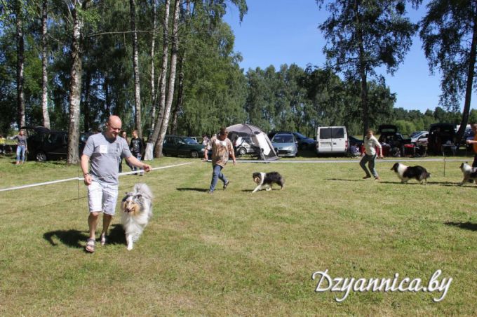 На Щучинщине можно было увидеть собак всех пород