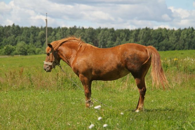 Агрогородок Гольшаны: между прошлым и будущим