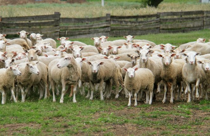 Проект "Туризм без чемодана": едем в Дятлово
