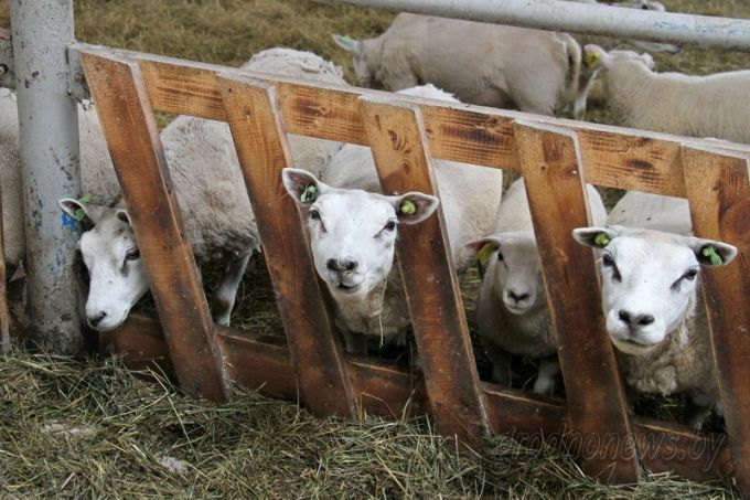 Проект "Туризм без чемодана": едем в Дятлово