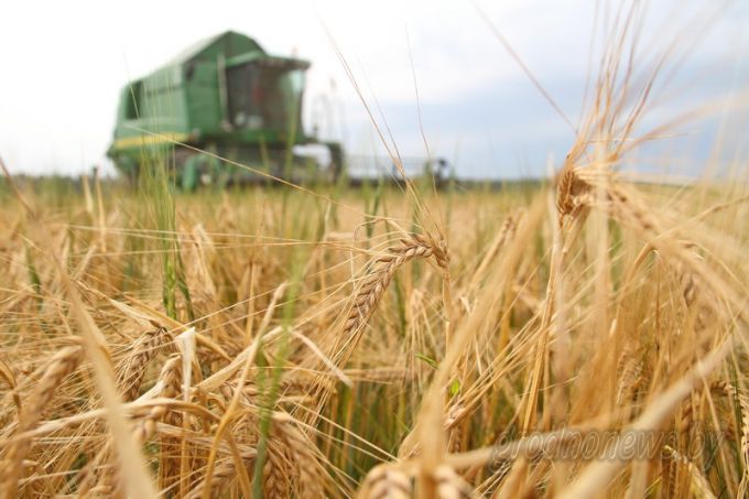 Массовая уборка зерновых и зернобобовых культур началась в Гродненской области