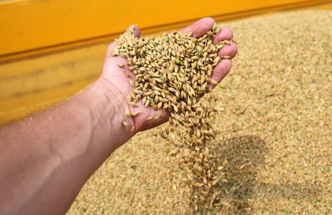 Массовая уборка зерновых и зернобобовых культур началась в Гродненской области