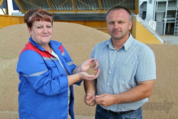 Больше сотни! Три хозяйства Гродненского района получают больше ста центнеров зерна с гектара