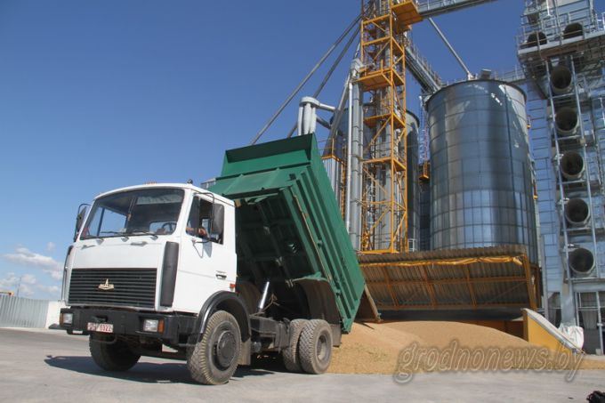 Больше сотни! Три хозяйства Гродненского района получают больше ста центнеров зерна с гектара