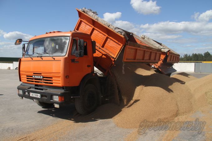 Больше сотни! Три хозяйства Гродненского района получают больше ста центнеров зерна с гектара