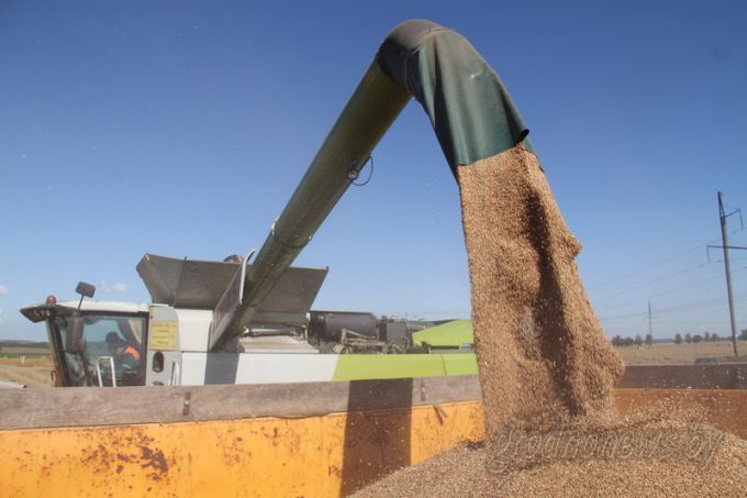 Больше сотни! Три хозяйства Гродненского района получают больше ста центнеров зерна с гектара