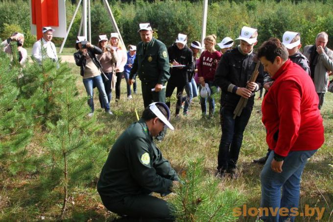 У Слоніме заклалі штучную рэзервовую папуляцыю дуброўкі скальнай