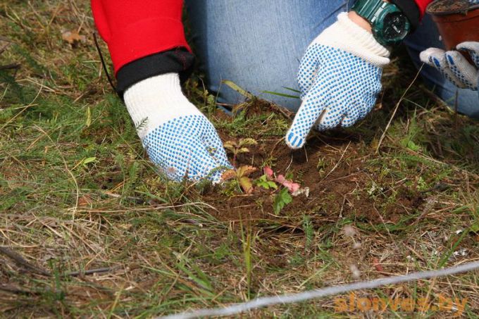 У Слоніме заклалі штучную рэзервовую папуляцыю дуброўкі скальнай