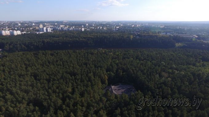 Стань лесу другом. Что нужно знать об акции «Чистый лес»?