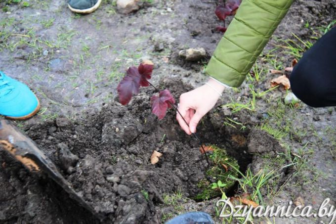 Расти, молодая аллея! Посадкой новых дерьвьев завершилась в Щучине Неделя устойчивого развития