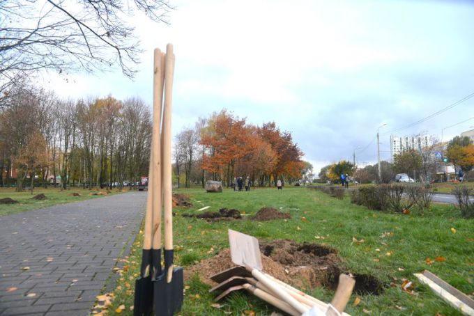 Фотофакт. В Гомеле появилась аллея управления Следственного комитета
