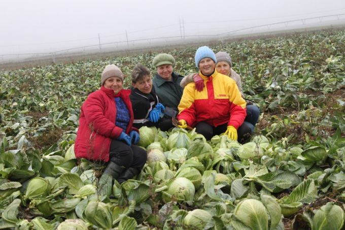 126 тонн капусты помогли убрать сельхозпредприятию "Восток" руководители Гомельского района