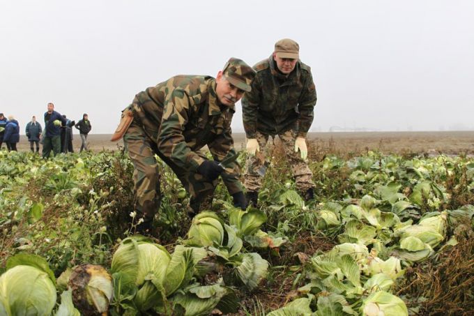126 тонн капусты помогли убрать сельхозпредприятию "Восток" руководители Гомельского района