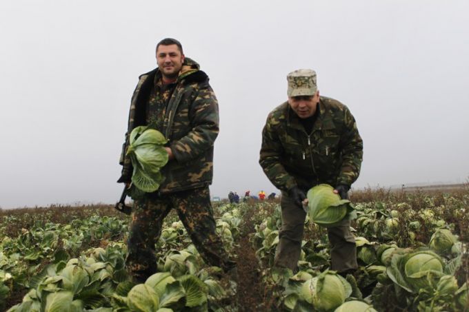 126 тонн капусты помогли убрать сельхозпредприятию "Восток" руководители Гомельского района