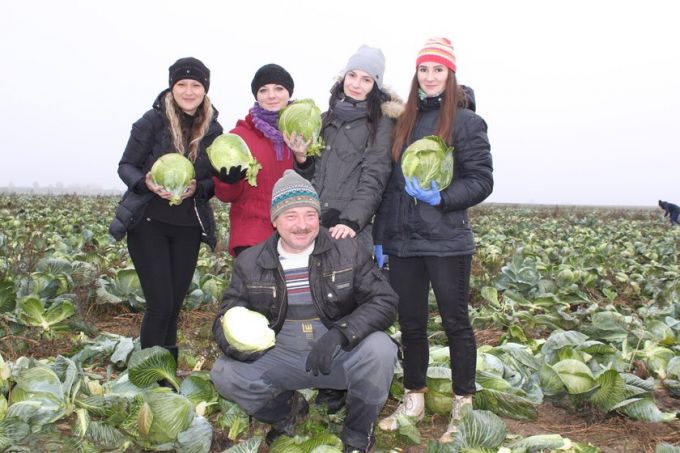 126 тонн капусты помогли убрать сельхозпредприятию "Восток" руководители Гомельского района