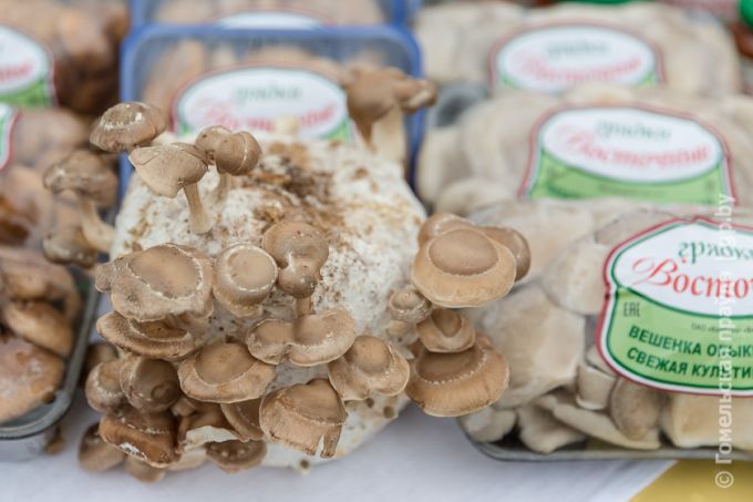 Витаминная тема в Урицком: овощей хватит всем, не разочаруют и цены