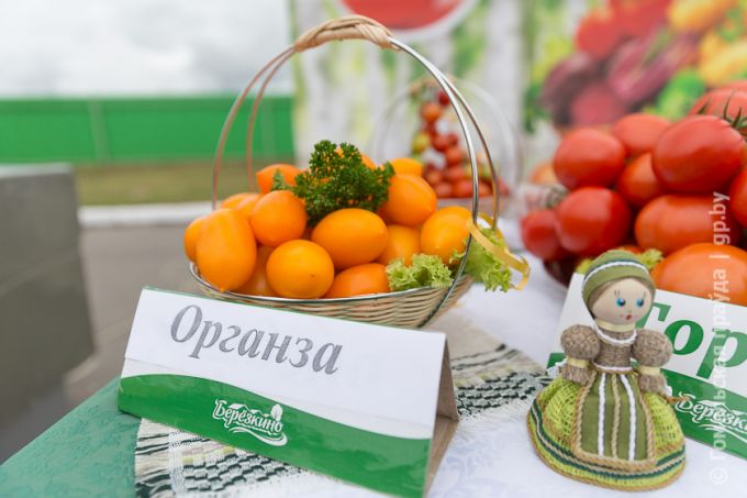 Витаминная тема в Урицком: овощей хватит всем, не разочаруют и цены