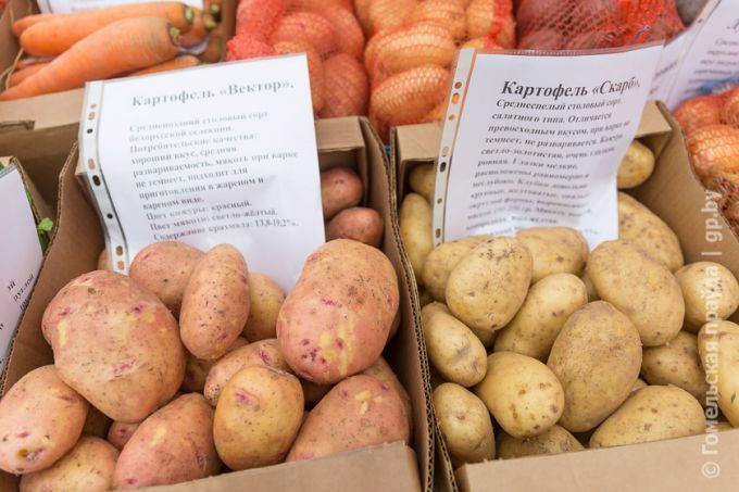 Витаминная тема в Урицком: овощей хватит всем, не разочаруют и цены