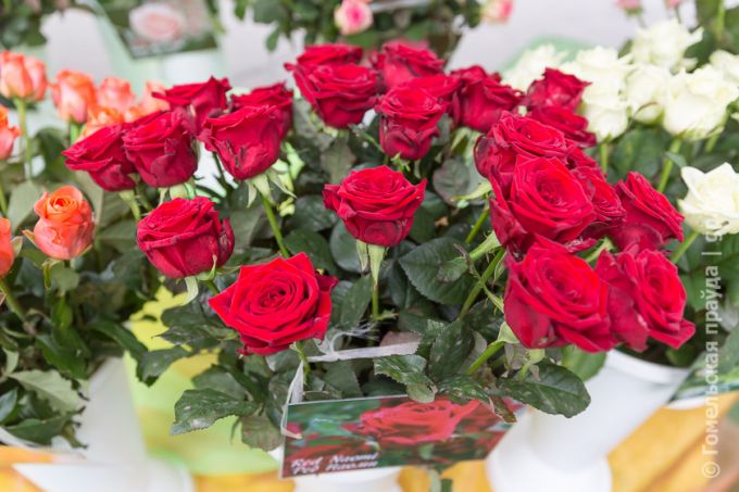 Витаминная тема в Урицком: овощей хватит всем, не разочаруют и цены