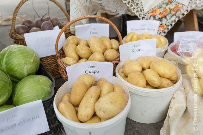 Витаминная тема в Урицком: овощей хватит всем, не разочаруют и цены