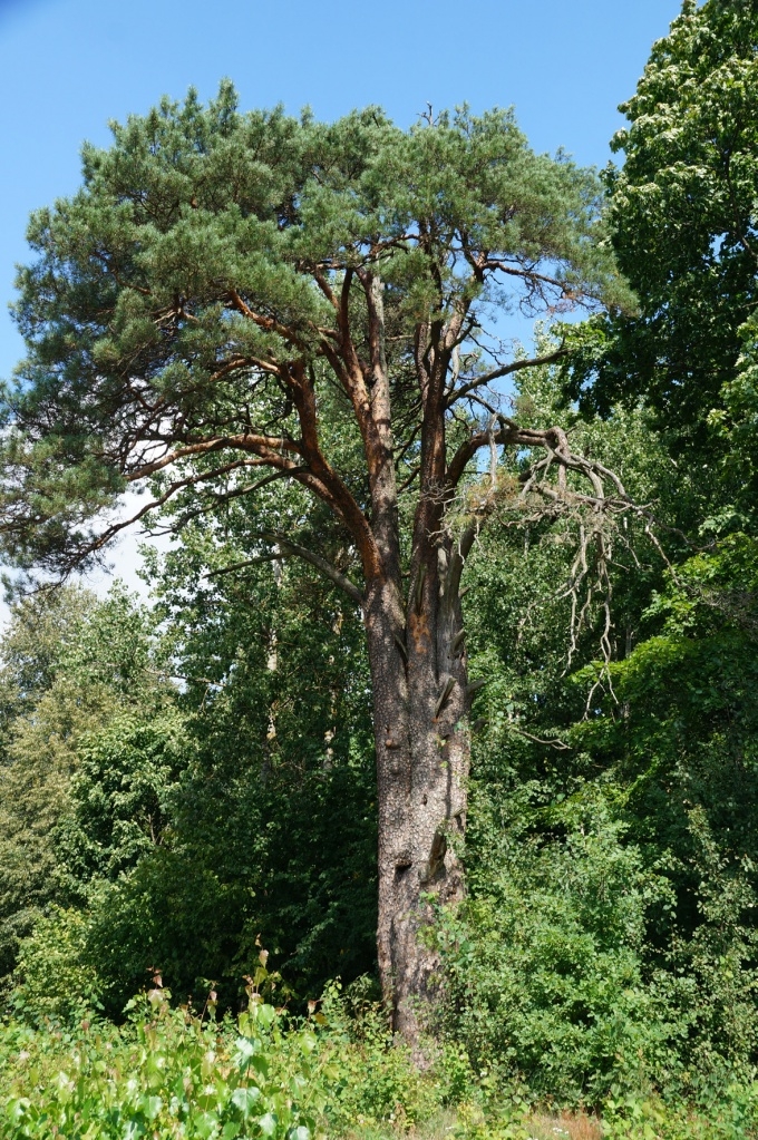Реликтовый карп, 6000 королевских монет и 84-летняя рыбачка. Эксклюзив проекта «Гродненщина синеокая»