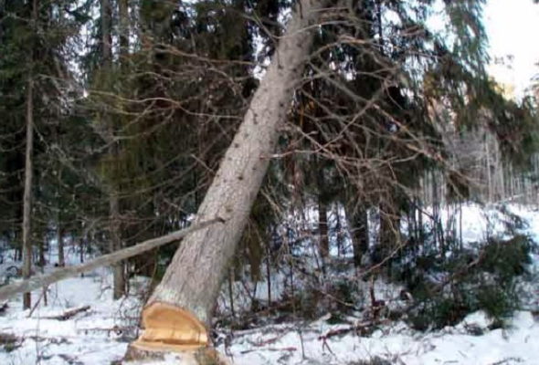 Вальщик леса погиб в Добрушском районе